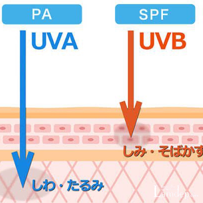 Kem chống nắng có hiệu quả chống tia UVA nhờ chỉ số PA & SPF