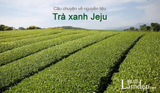 Nên lựa chọn sản phẩm có chiết xuất từ lá trà xanh thiên nhiên